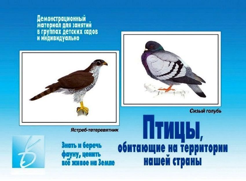 Дем. мат. Птицы, обитающие на территории нашей страны (в папке) \ Д-292 Весна-Дизай