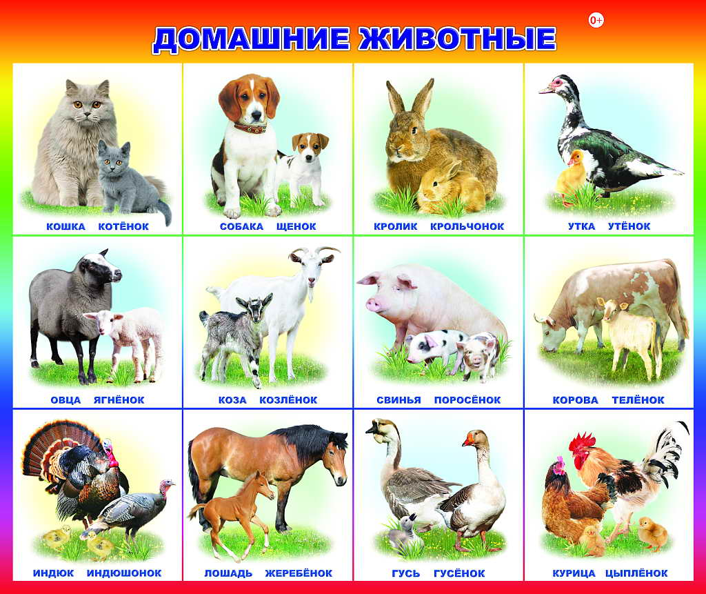 Плакат Домашние животные  и птицы (59*44 см) \ Леда