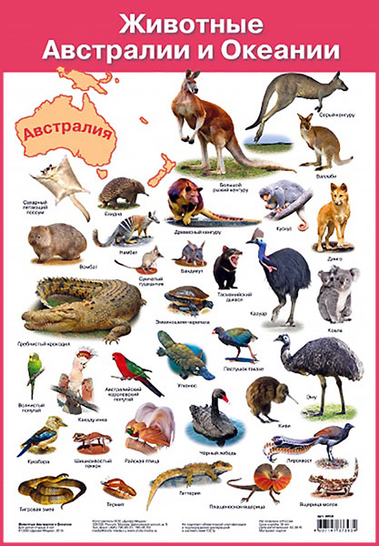 Плакат Животные Австралии и Океании (42х29 см) \ 2858 Дрофа