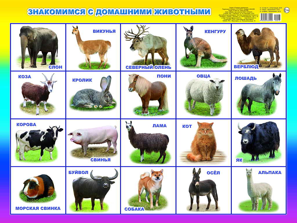 Плакат Знакомимся с домашними животными (59*44 см) \ 00016 Леда