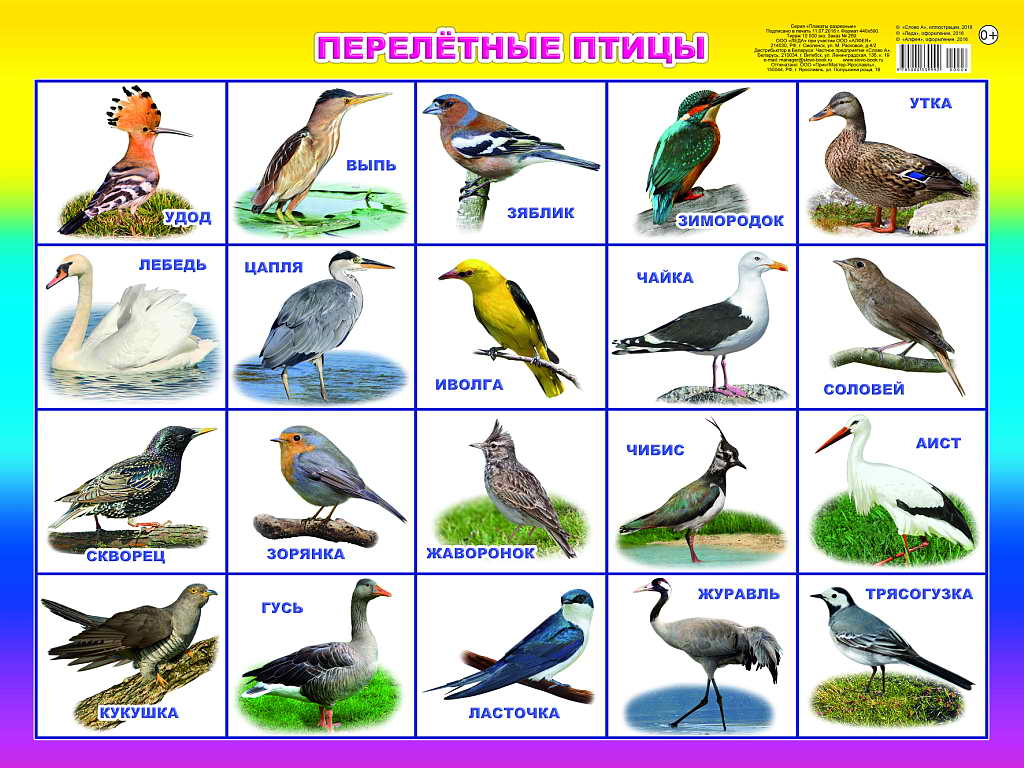 Плакат Перелетные птицы (59*44 см) \ 00006 Леда