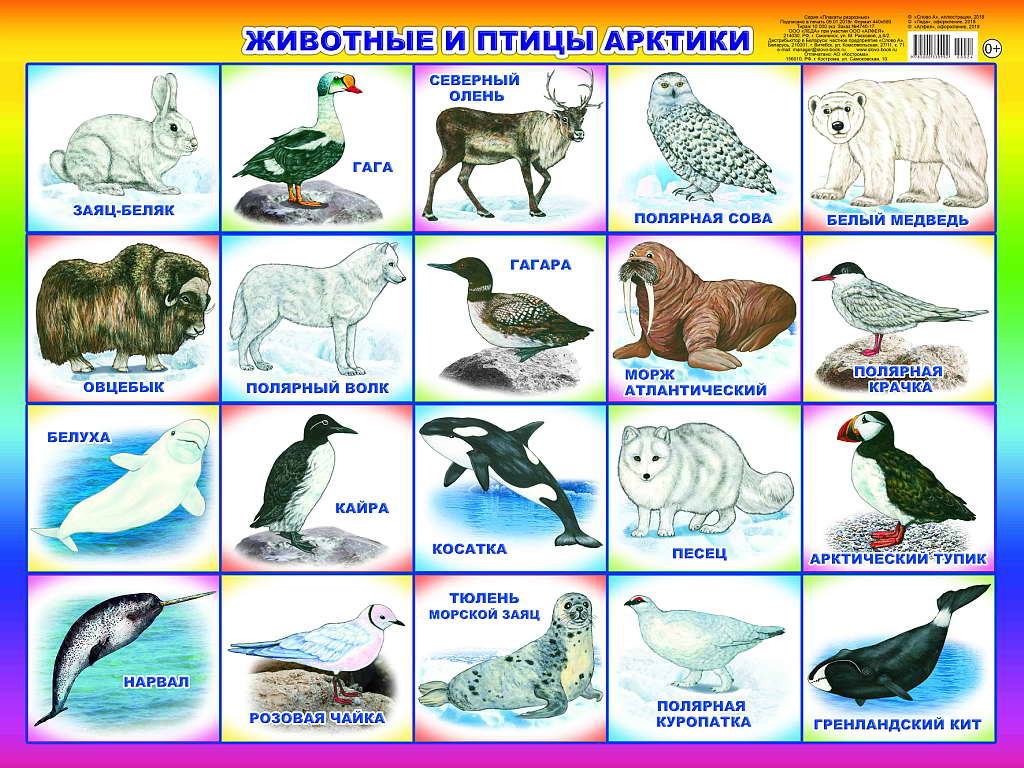 Плакат Животные и птицы Арктики (59*44 см) \ 00024 Леда