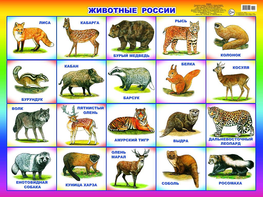 Плакат Животные России (59*44 см) \ 00045 Леда