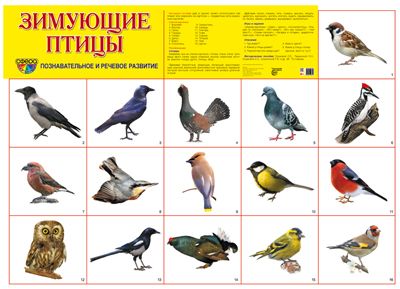 Плакат Зимующие птицы, А-2 (в инд.уп.) \ Сфера