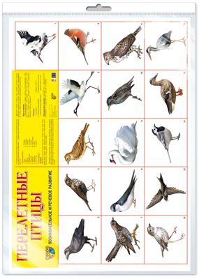 Плакат Перелетные птицы, А2 (в инд.уп.) \ Сфера