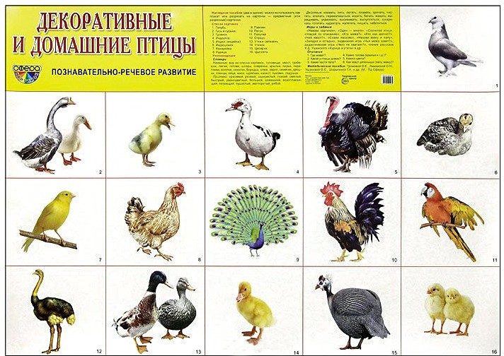 Плакат Декоративные и домашние птицы, А2 (в инд.уп.) \ Сфера