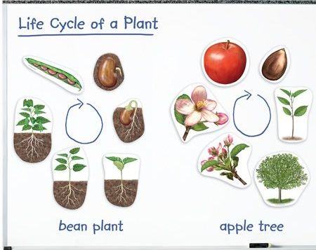 Магнитный  набор  Жизнь растений\ LER6045 Learning Resources