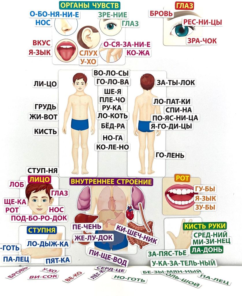 Магнитное развивающее пособие "Тело человека: первые вопросы - первые ответы" \ 4017
